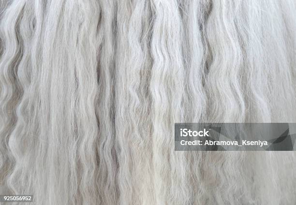 Lange Weiße Mähne Des Pferdes Hautnah Stockfoto und mehr Bilder von Graues Haar - Graues Haar, Lang, Bildhintergrund