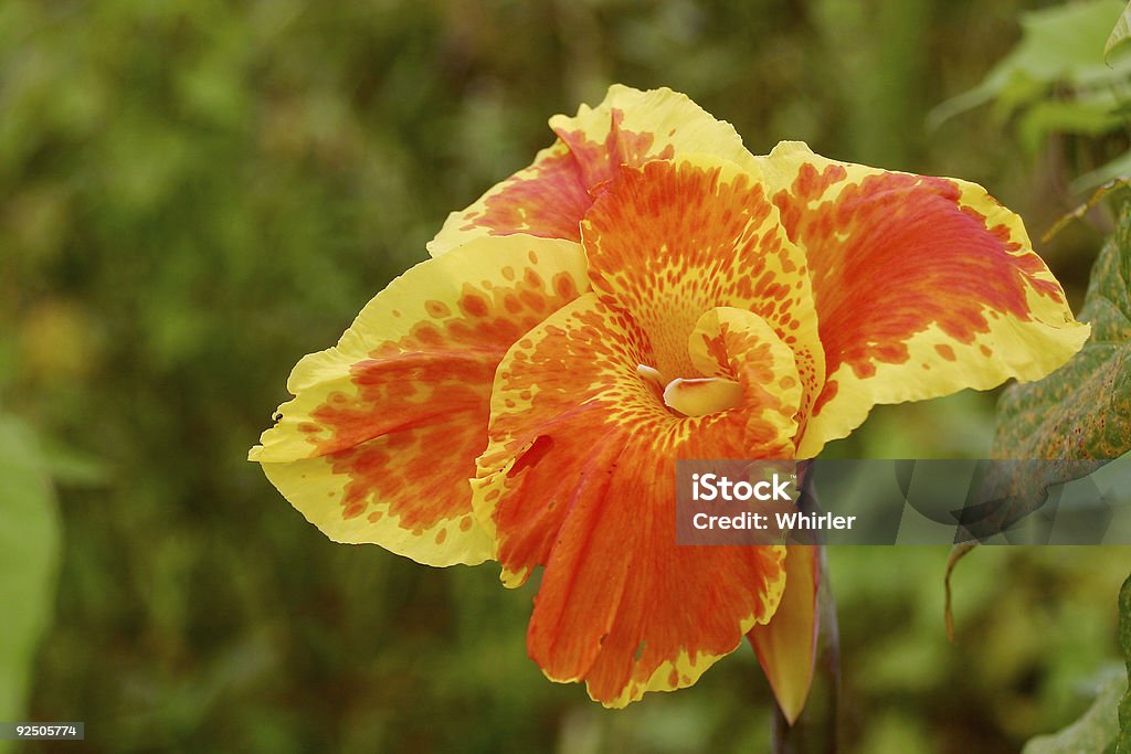 Cana-índica - Royalty-free Cabeça de Flor Foto de stock