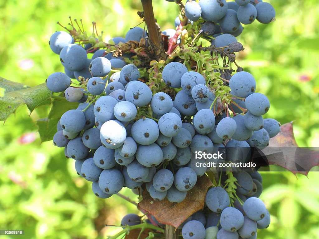 Blue frutas silvestres - Foto de stock de Grande royalty-free