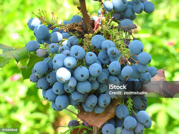 Foto de Blue Frutas Silvestres e mais fotos de stock de Grande - Grande, Vacínio, Árvore