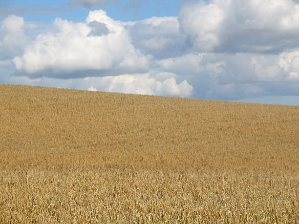wheatfield stock photo