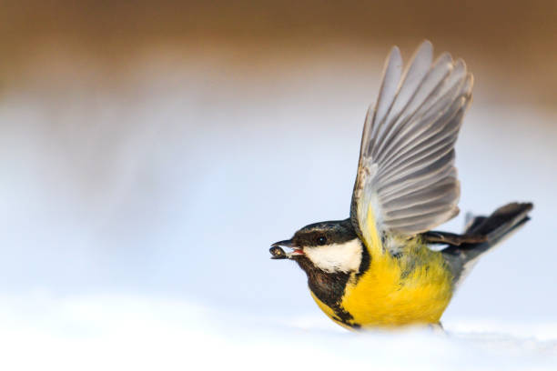 istock wild bird gets seeds from under the snow 925060130