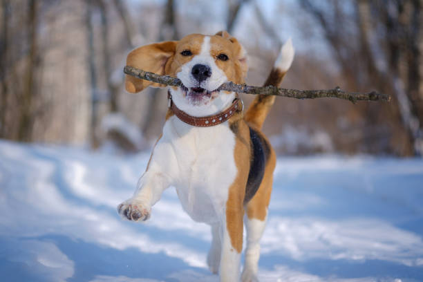 istock Beagle running around and playing with the winter forest 925060674