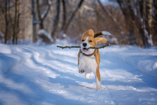 istock Beagle running around and playing with the winter forest 925060676