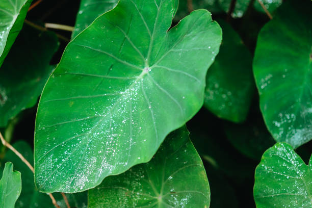 istock Water drop on Lotus leaf, Deep green colored leaves, background 925060682