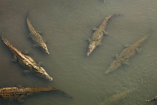 Wild American Crocodiles (Crocodylus acutus) in a River Tarcoles - Over Croc Bridge, Costa Rica.