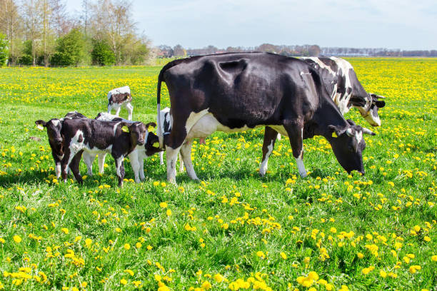 istock Mother cows with newborn calves in  spring meadow 925061400