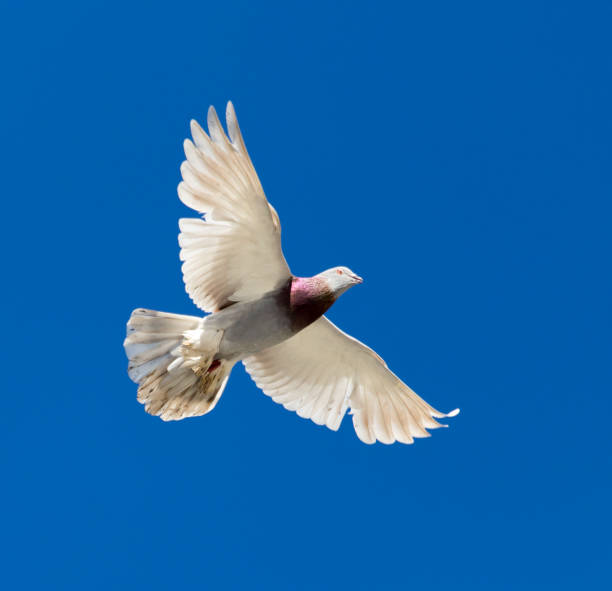 istock One pigeon in flight against a blue sky 925061482