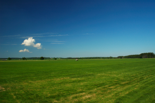 Summer landscape. Wheat field. Grass. White clouds in the blue sky