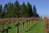 vinyard in Glass Mountain, Napa Valley