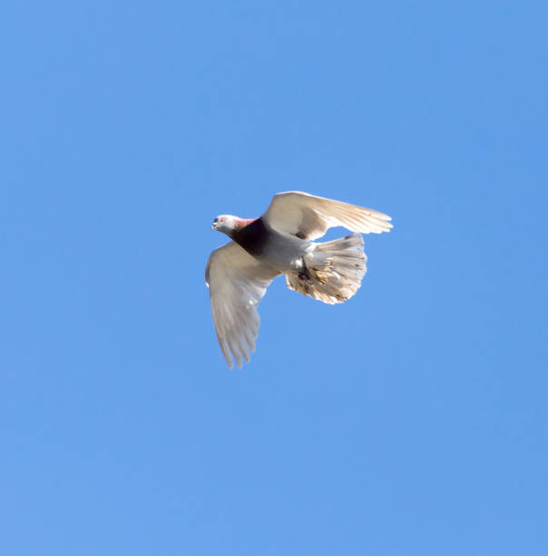 istock One pigeon in flight against a blue sky 925065766