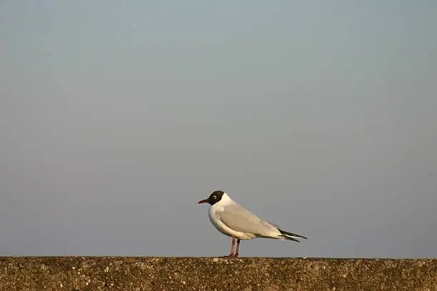 Photo of Lonely seagull