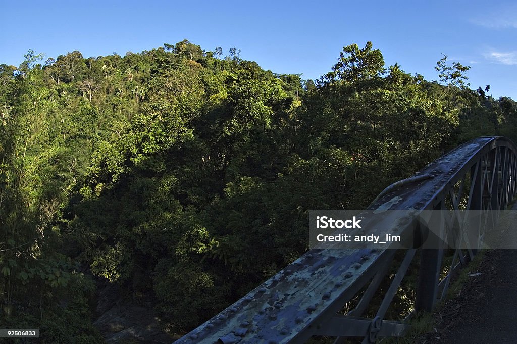 Forest scenery with iron bridge in foreground  Adventure Stock Photo