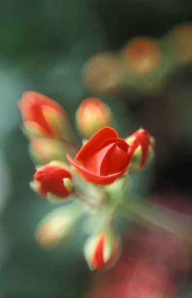 Flower blooming stock photo