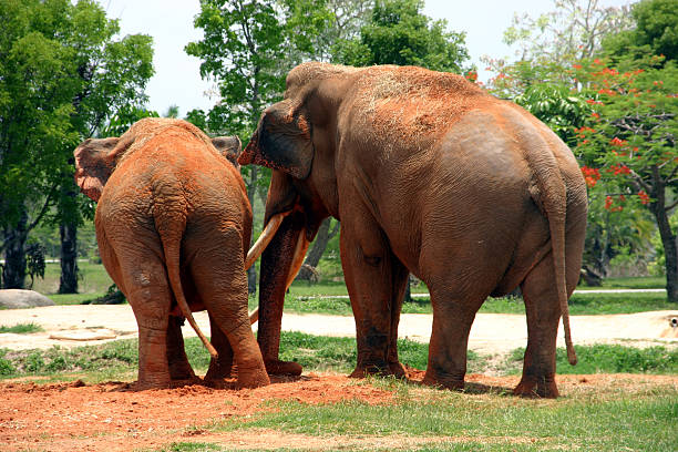 Happy Elephants stock photo