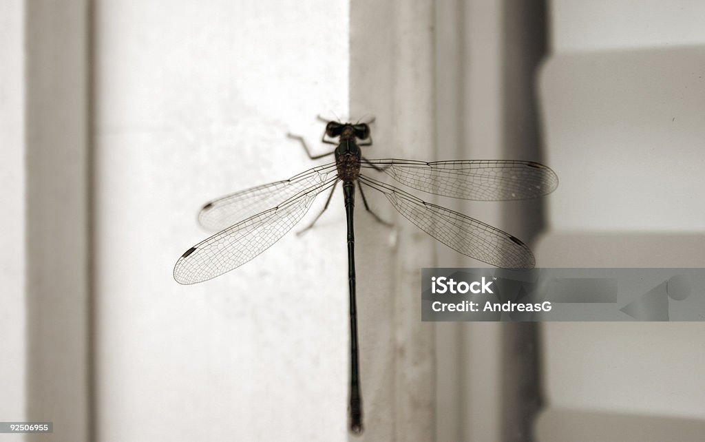 libellula - Foto stock royalty-free di Ala di animale