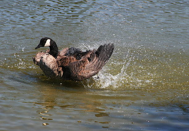 dynamique d'oie - furiously photos et images de collection