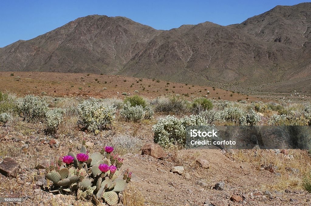 Cactus del Deserto - Foto stock royalty-free di Ambientazione esterna