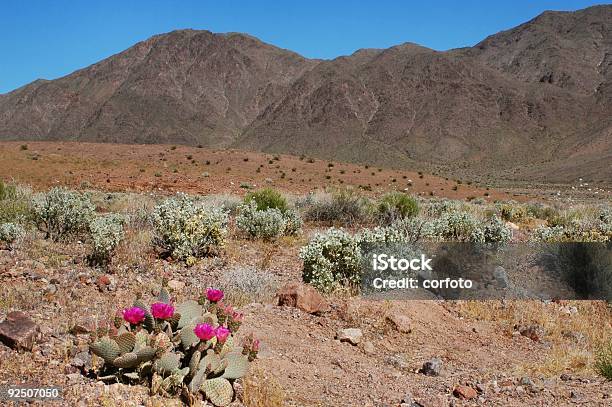 Cactus Del Deserto - Fotografie stock e altre immagini di Ambientazione esterna - Ambientazione esterna, Avventura, Blu