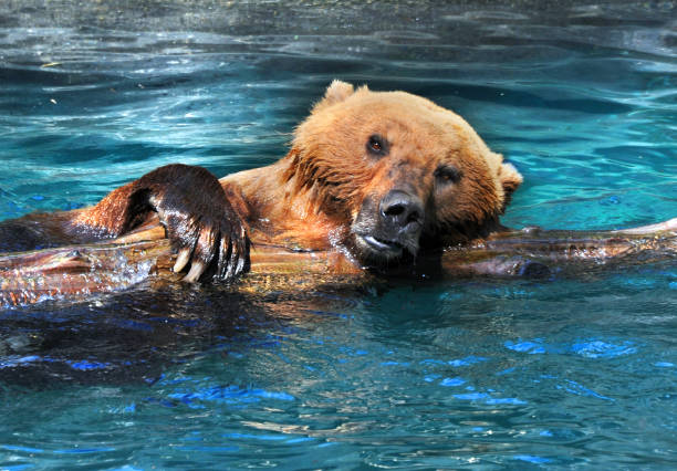 istock Closeup of Grizzly 925075614