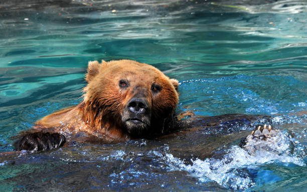 istock Head of Grizzly 925076570