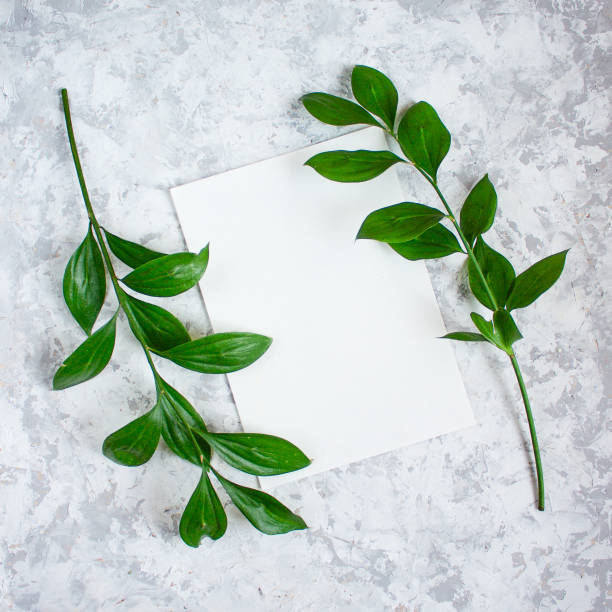istock Green branches with leaves on light textured background. Botanical minimalistic background with copy space 925083178