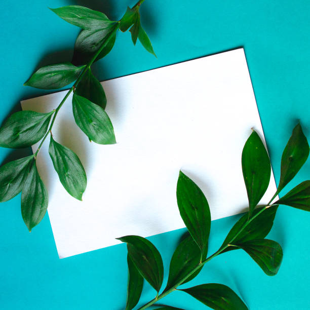 Green branches with leaves on blue background. Botanical minimalistic mock up with copy space on sheet of paper.