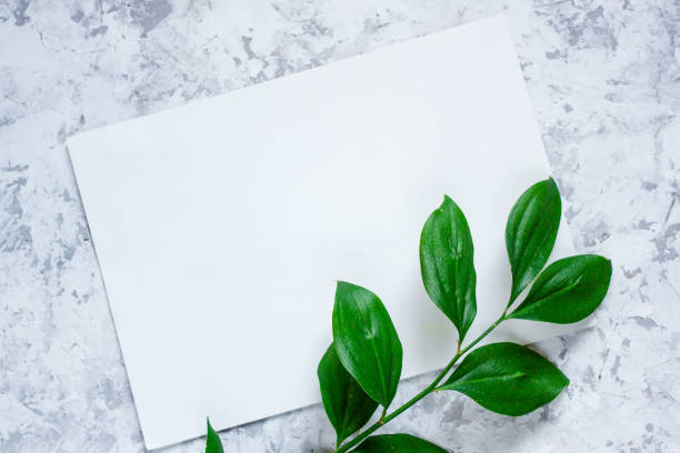 istock Green branches with leaves on light textured background. Botanical minimalistic background with copy space 925083198