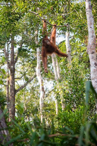 Early in the morning, an orangutan hangs from a tree branch in Tanjung Harapan, a ranger station located inside Tanjung Puting National Park on the island of Borneo in Central Kalimantan, Indonesia.