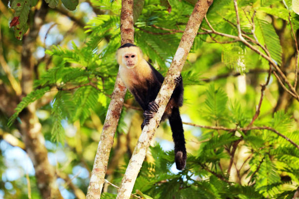 White-headed Capuchin (Cebus capucinus) is climbing in a tree, Tortuguero National Park, Costa Rica White-headed Capuchin (Cebus capucinus) is climbing in a tree, Tortuguero National Park, Costa Rica. tortuguero national park stock pictures, royalty-free photos & images
