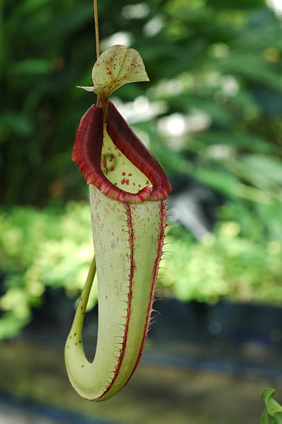 istock carnivorous pitcher plant, Nepenthes species 92508652