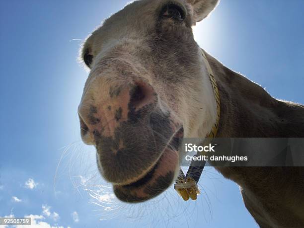 Photo libre de droit de Sunshine Baudet banque d'images et plus d'images libres de droit de Baudet - Baudet, Bleu, Bouche des animaux