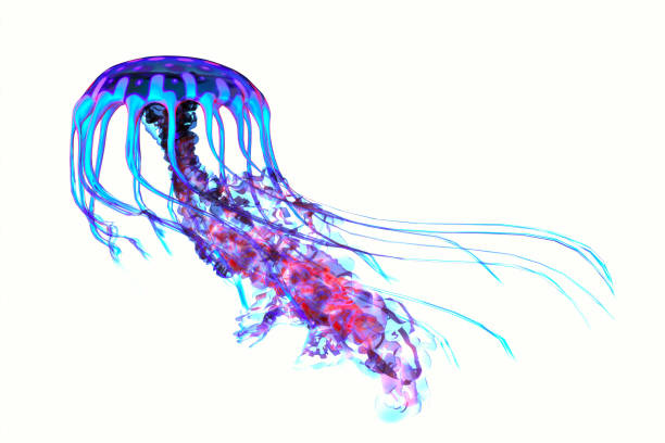 Blue Red Jellyfish The ocean jellyfish searches for fish prey and uses its poisonous tentacles to subdue the animals it hunts. jellyfish stock pictures, royalty-free photos & images