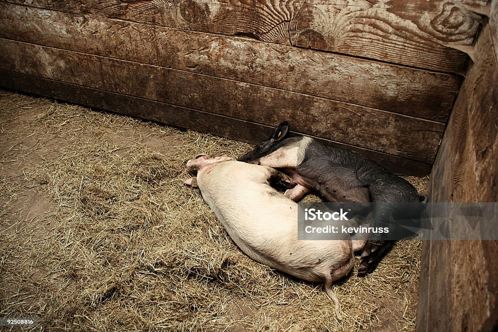 Pour les autres porcs chambre - Photo de Couleur noire libre de droits