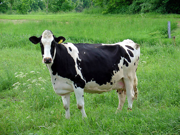 Cow – black and white stock photo
