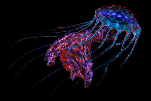 The ocean jellyfish searches for fish prey and uses its poisonous tentacles to subdue the animals it hunts.