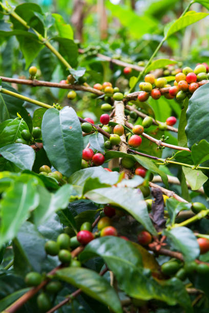 istock Colombia coffee plantation 925091382