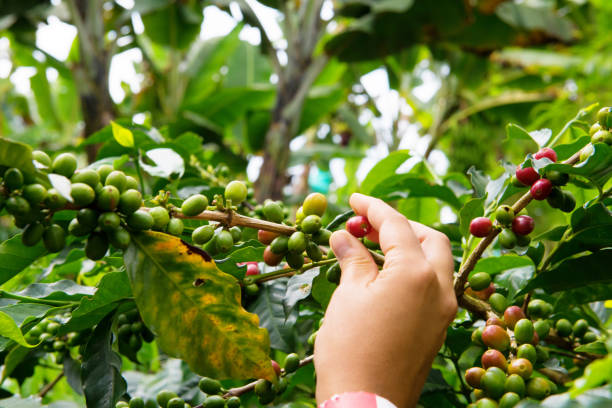 istock Hand picking coffee beans at Colombia coffee plantation 925091604