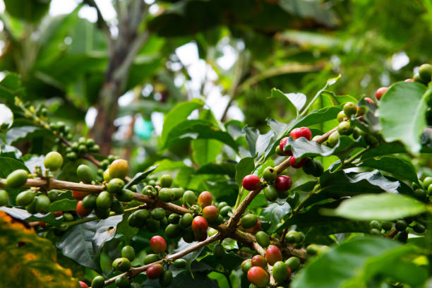 istock Colombia coffee plantation 925091606