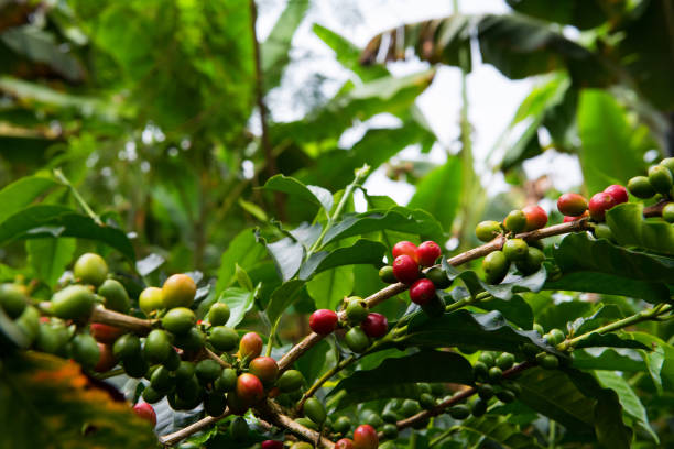 istock Colombia coffee plantation 925091612