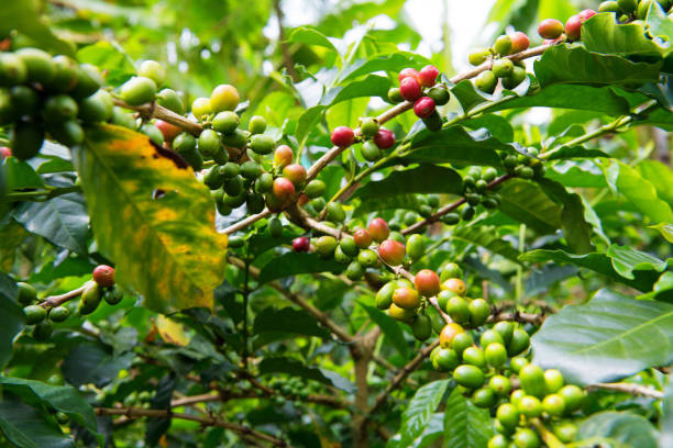 istock Colombia coffee plantation 925091624