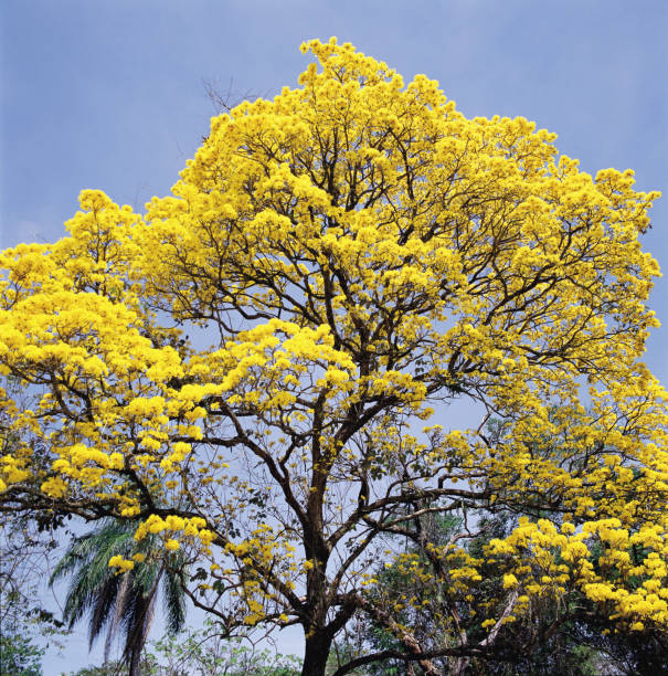 istock Tree in blossom with yellow flowers 925092398