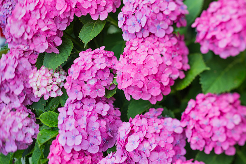 Close Up of Hydrangea Flowers in Early Summer