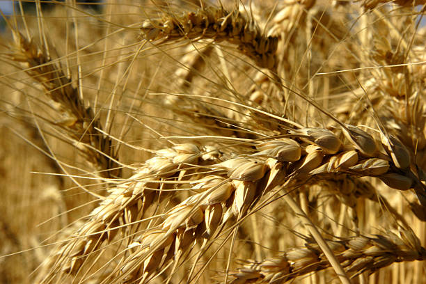 istock agriculture scenes - amber barley 92509423