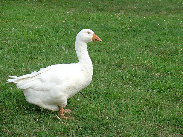 White Goose - space for copy stock photo