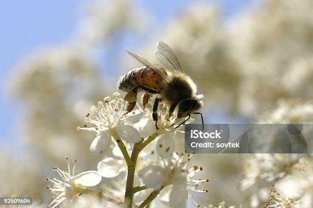 Abeja En El Cielo Foto de stock y más banco de imágenes de Abeja - Abeja, Ala de animal, Animal