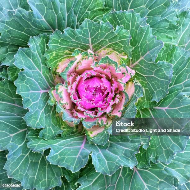 Bunte Zier Kohl Kohl Stockfoto und mehr Bilder von Kanada - Kanada, Landwirtschaft, Baumblüte