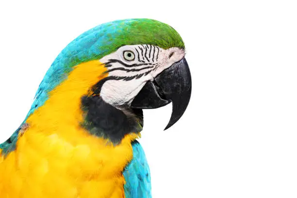 Photo of Blue-and-golden or Blue-and-yellow Macaw (Ara ararauna) Close-up Isolated Head Portrait