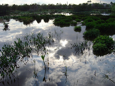 Dwarf Mangrove Trees of Everglades National Park, Florida standing in deep, clear water after heavy autumn rains.
