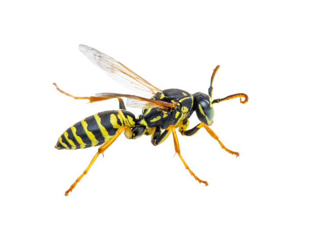 Yellow Jacket Wasp Insect Isolated on White Yellow Jacket Wasp Insect Isolated on White Background beehive photos stock pictures, royalty-free photos & images
